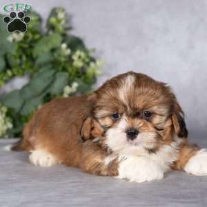 Cocoa, Shih Tzu Puppy